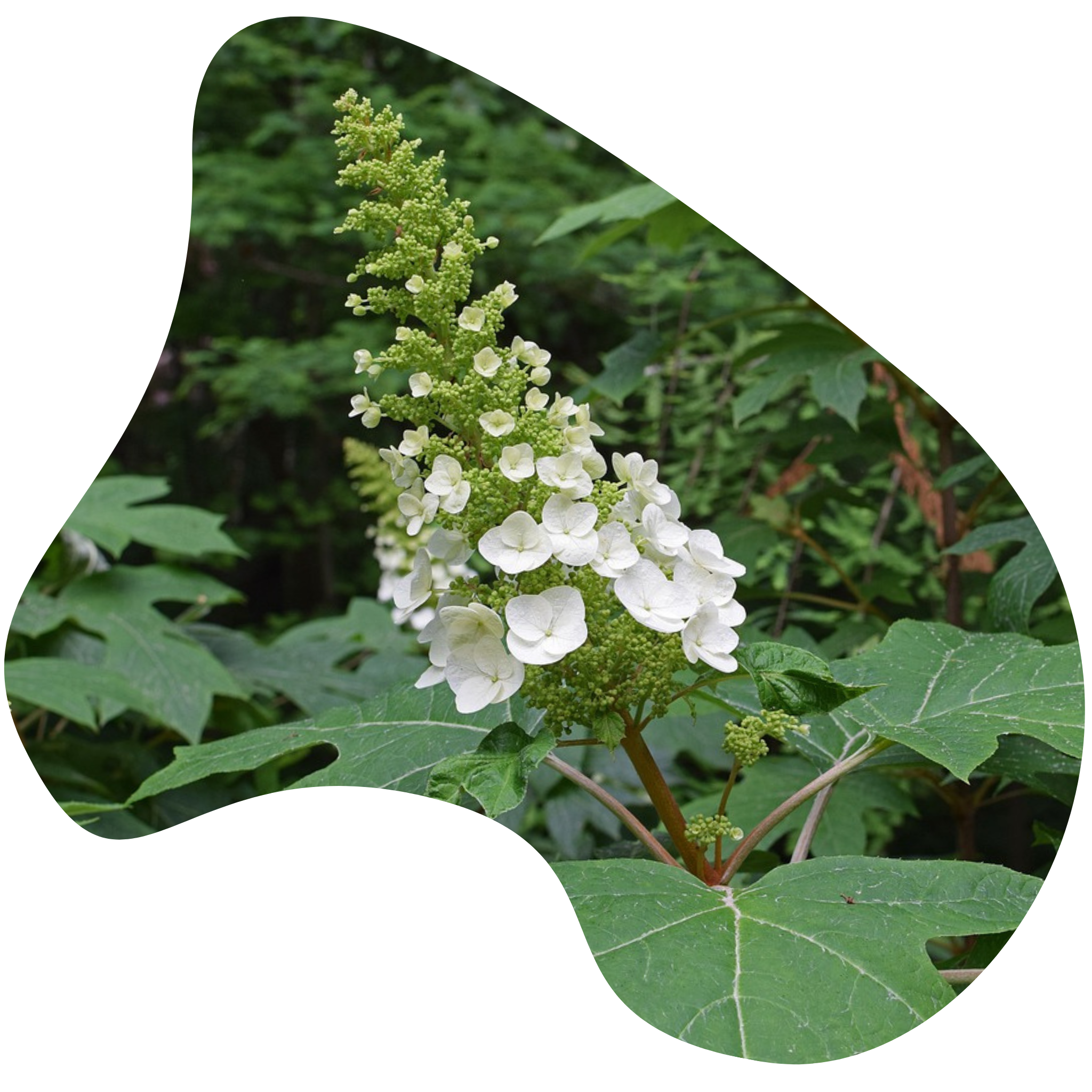 Oak-leaf Hydrangea – Community Foodscapes