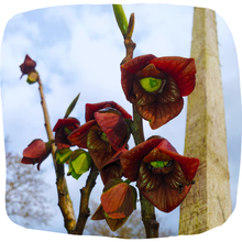 Load image into Gallery viewer, Pawpaw