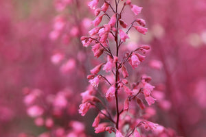 Coral Bells