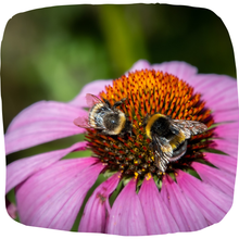 Load image into Gallery viewer, Purple Coneflower