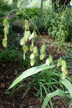 Load image into Gallery viewer, River Oats - PLANT SALE EXCLUSIVE
