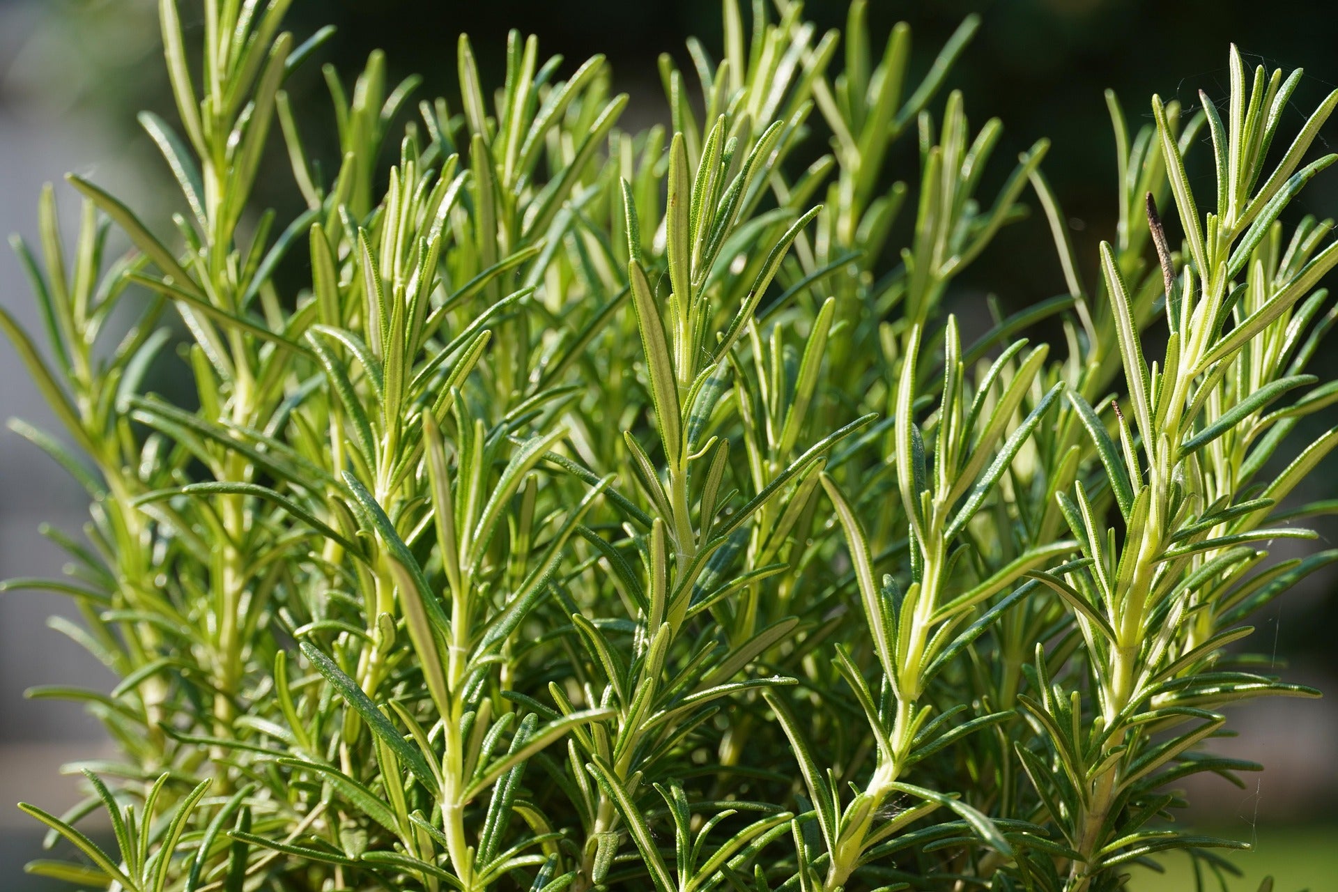 Rosemary - PLANT SALE EXCLUSIVE – Community Foodscapes