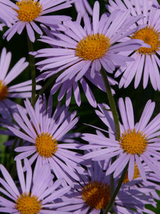 Aster