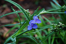 Load image into Gallery viewer, Spiderwort