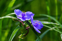 Load image into Gallery viewer, Spiderwort