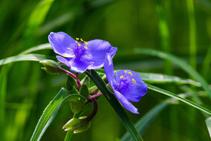 Spiderwort