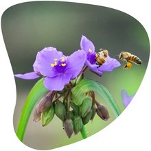 Load image into Gallery viewer, Spiderwort