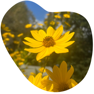 Swamp Sunflower