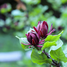 Load image into Gallery viewer, Sweetshrub