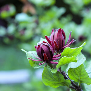 Sweetshrub