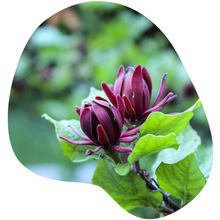 Load image into Gallery viewer, Sweetshrub
