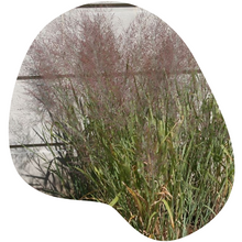 Load image into Gallery viewer, Switchgrass