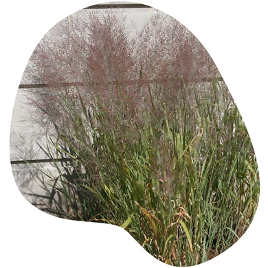 Switchgrass