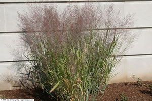 Switchgrass