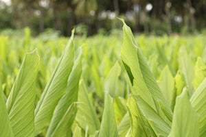 Turmeric