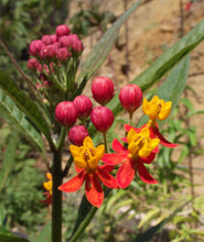 Load image into Gallery viewer, Butterflyweed