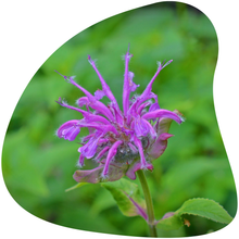 Load image into Gallery viewer, Beebalm