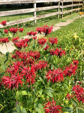 Load image into Gallery viewer, Beebalm