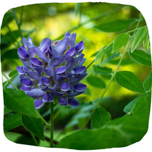 Load image into Gallery viewer, Wisteria (Native)