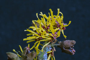 Witch Hazel