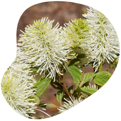 Witch Alder