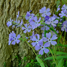 Load image into Gallery viewer, Woodland Phlox