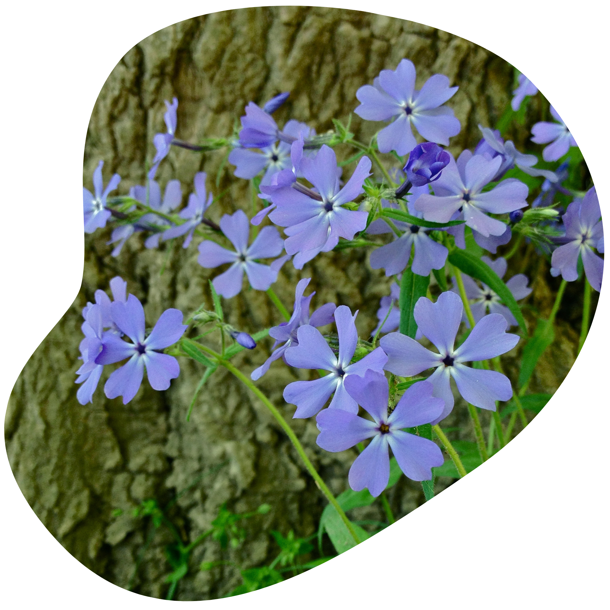 ヴェロニクボガ－ド ソルトグレーズ フラワーベース Dame's Rocket, An Invasive Confused For Phlox, Is A Common Sight