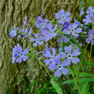 Woodland Phlox