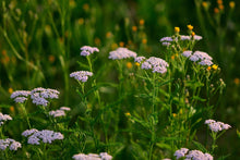 Load image into Gallery viewer, Yarrow