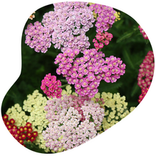 Load image into Gallery viewer, Yarrow