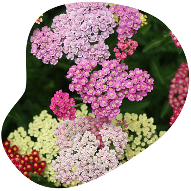 Yarrow