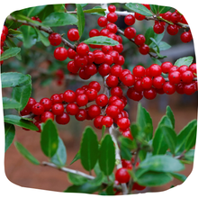 Load image into Gallery viewer, Yaupon Holly