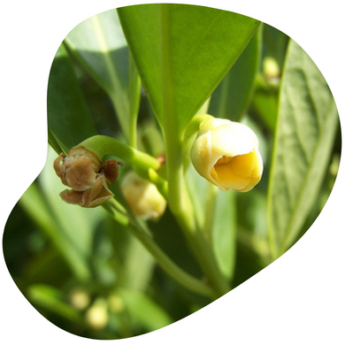 Yellow Anise