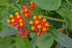 Red Butterfly Milkweed