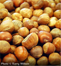 Load image into Gallery viewer, American Hazelnut