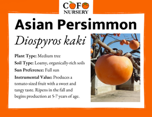 Asian Persimmon