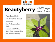 Load image into Gallery viewer, Beautyberry
