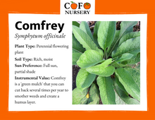 Load image into Gallery viewer, Comfrey