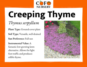 Creeping Thyme