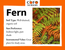 Load image into Gallery viewer, Fern