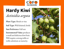 Load image into Gallery viewer, Kiwi (Cold Hardy)