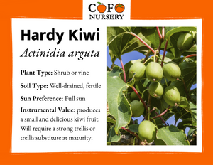 Kiwi (Cold Hardy)