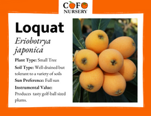 Load image into Gallery viewer, Loquat