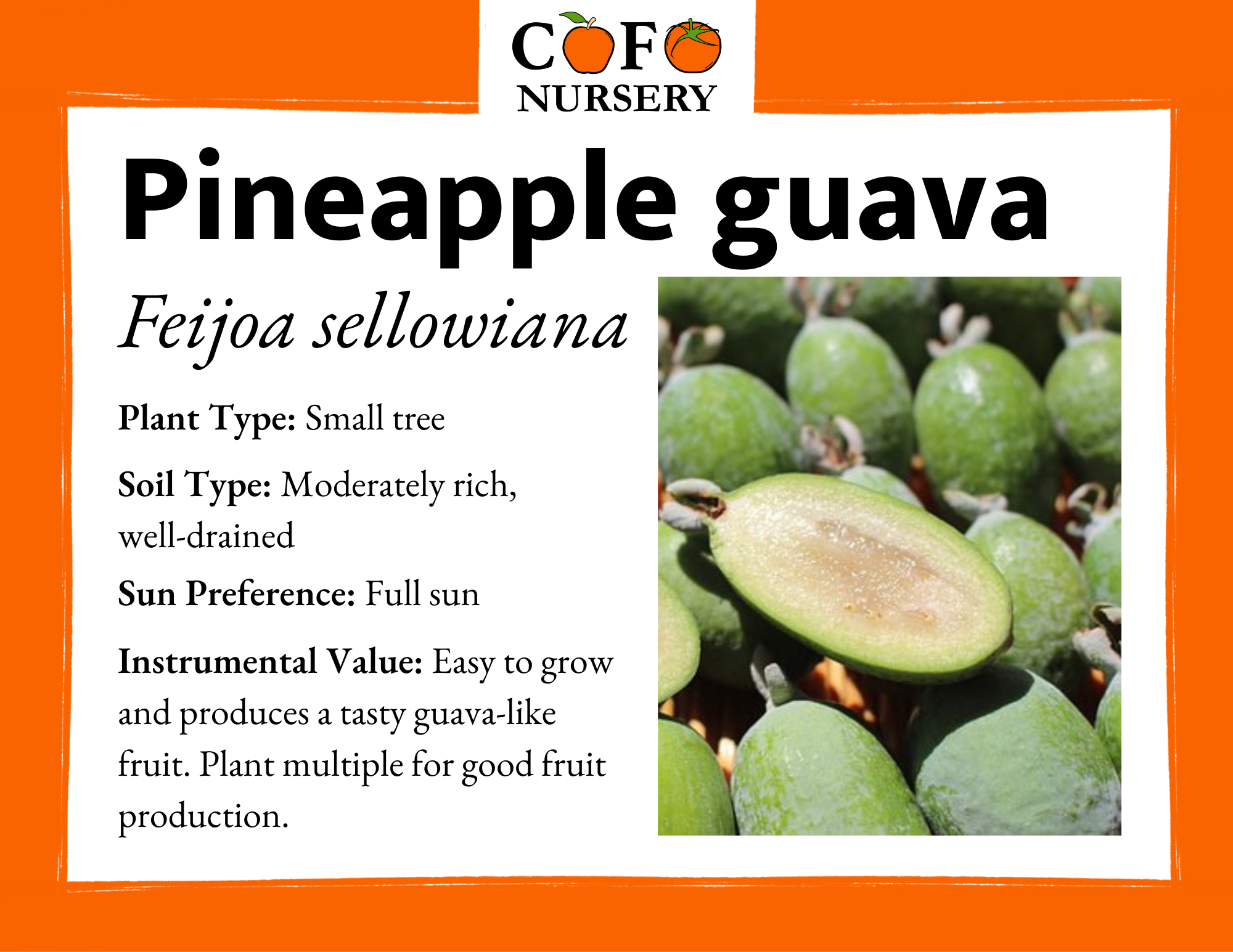 care for pineapple guava plant Pineapple Guava – Community Foodscapes