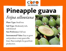 Load image into Gallery viewer, Pineapple Guava