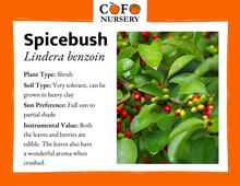 Load image into Gallery viewer, Spicebush