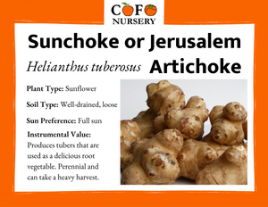 Sunchoke (Jerusalem Artichoke)