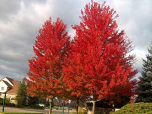 Load image into Gallery viewer, Red Maple