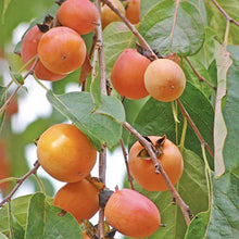 Load image into Gallery viewer, Common Persimmon