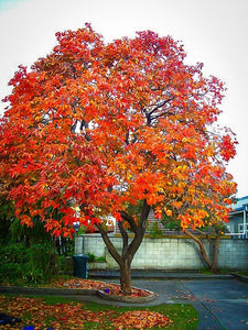 Common Persimmon